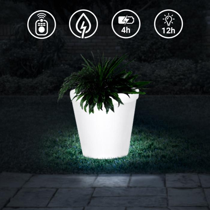 Les plantes pour un intérieur lumineux – La Green Touch